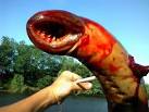 Photos of 'monster' eel fished out of New Jersey waters draw 1.2 ...