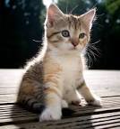 Cute Kittens - Pictures | Wondrous Pics