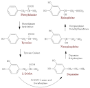Adrenergic