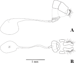 Image result for Phaenochitonia debilis