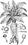 MND04-<b>MANDRAGORA</b> RADICE