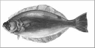California Halibut 