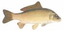 Common Carp (Cyprinus carpio)