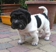 Blog de paulaely : Focinhos; Amor Incondicional!, Shar Pei.