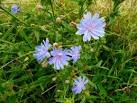"In folklore, Chicory flowers - via Daymix