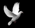 dove - photo/picture definition at Photo Dictionary - dove word ...
