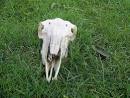 Ovis aries (deceased). Sheep's skull near Castell Allt Goch. - via Daymix