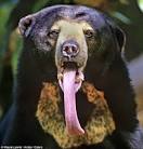 Thirsty? Sun bear gives a foot-long hint that a cool drink may be.