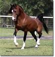 Arabian Horses For Sale, Afire Bey V and Khemosabi sons - Arabian ...