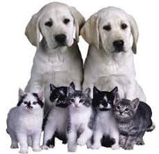 external image images?q=tbn:ANd9GcQv2dNS5U7Xows-uMWh4u7u6bnnz2nGJRwLlmqTRH6qh5_6HvE&t=1&usg=__7u7ymnS9NrGpb_w3M69Q6KxEbAQ=