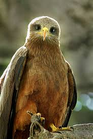 images?qtbnANd9GcQv6d92ry 3uTdj9Xx74FmoVlld97IOyWGbyZuOxdmc3x7FtTxMvvv W9Nz