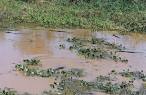 http://www.shunya.net/Pictures/Brazil/Pantanal/jacare7.jpg