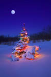 Christmas Trees Beaverton Oregon