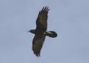 Common Raven, Identification, All About Birds - Cornell Lab of ...
