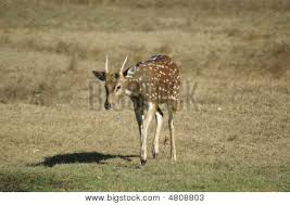 A deers life, pick n play Credit goes to spritz for idea Images?q=tbn:ANd9GcQvNW-kAd_wNdpMdJbU1YG3ME6ifu4N8tygoTJBnYRiPT-os96-6A