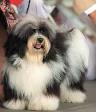 Havanese - Wikipedia, the free encyclopedia