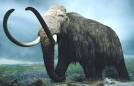 Woolly Mammoth