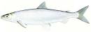 Cisco Fish Identification