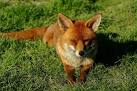 He quickly settled into his new home, and has proved to be very friendly; - via Daymix