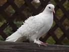 Chair Covers of Lansing: Wedding Dove Releases