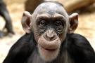 old monkeys