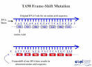 of a <b>Frame-Shift Mutation</b>