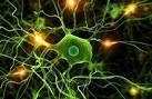 Nature Cell Biology