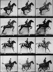 File:Muybridge horse jumping.jpg - Wikipedia, the free encyclopedia