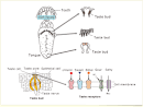 What is umami? | Ajinomoto Group - Umami Global Web Site