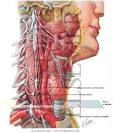 Cervicothoracic (Stellate) Ganglion - Netter Medical Artwork