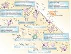 <b>intravenous immunoglobulin</b>