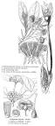 <b>Rhizophoraceae</b> R. Br.