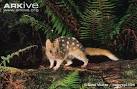 ARKive - Eastern quoll videos, photos and facts - Dasyurus viverrinus