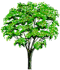 EEK! - Dichotomous Tree Key