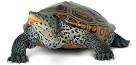Diamondback TERRAPINs | Maryland Sea Grant