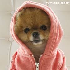 Bildergebnis für ‫سگ واقی وکربه واقی‬‎