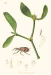<b>Viscaceae</b> Miq.
