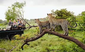 masai mara safari