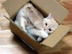 cat in box