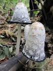 Shaggy Ink Cap Mushrooms - Earth Calling