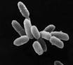 Archaea - Wikipedia, the free encyclopedia