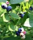 Blueberries for beauty and taste