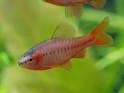 Cyprinids, Barbs, Danios, Rasboras, Sharks, Bala Shark, Chinese ...