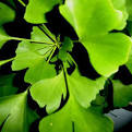 Ginkgo Biloba · Healthy Living articles | Well Being center ...