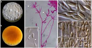 Resultado de imagem para Cladobotryum croceum