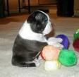 The Boston Terrier Club Of America