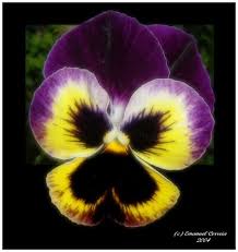 http://t1.gstatic.com/images?q=tbn:ANd9GcQwnP571_lV2I4R9c1fkXxTgJweW8dsKlZtN_K29hlIBf_vXO1Ykw