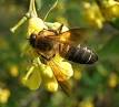 Apis dorsata laboriosa - Wikipedia, the free encyclopedia