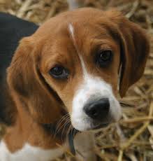 So we're getting a dog. Advice needed. :  wedding Images?q=tbn:ANd9GcQwrIjE TFkbDXikoPMVFvEASue5V OzaH1qre MltdRXaOmZbYnw