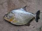 Fish in the Pantanal Close-
